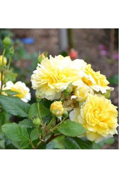 Троянда Жоель Маруані - пишні жовті суцвіття